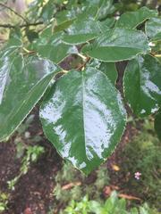 Pseudocydonia sinensis