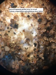 Disciseda subterranea