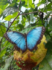 Morpho