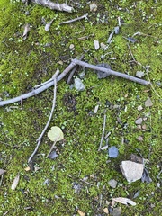 Syntrichia ruralis