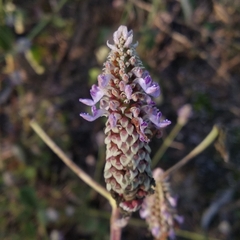Coleus amboinicus