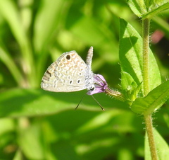 Hemiargus