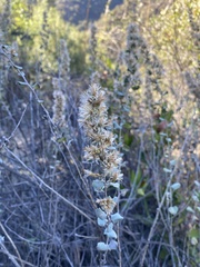 Syntrichia ruralis