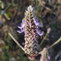 Coleus amboinicus