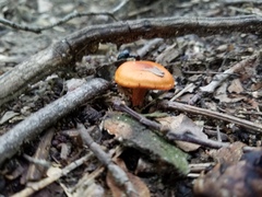 Cortinarius hesleri