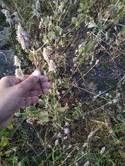 Coleus amboinicus