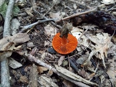 Cortinarius hesleri