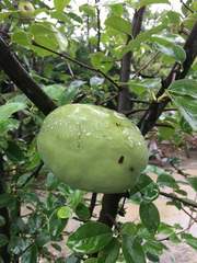 Pseudocydonia sinensis