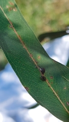 Eriococcus