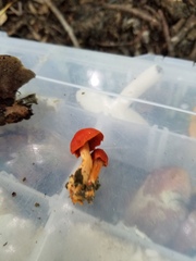 Cortinarius hesleri