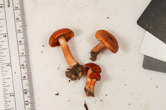 Cortinarius hesleri