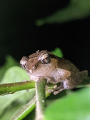 Pseudophilautus wynaadensis