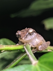 Pseudophilautus wynaadensis