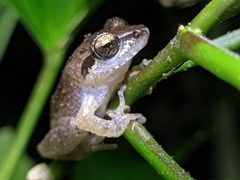 Pseudophilautus wynaadensis