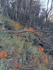 Alstroemeria ligtu