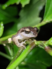 Pseudophilautus wynaadensis