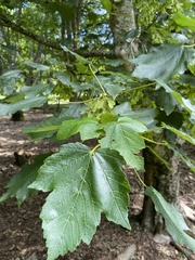 Acer velutinum