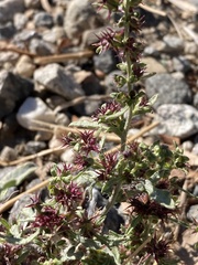 Ambrosia psilostachya