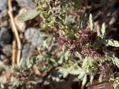 Ambrosia psilostachya