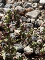 Ambrosia psilostachya