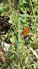 Lycaena 'canterbury common copper'