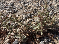 Ambrosia psilostachya