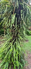 Pyrrosia longifolia