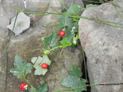 Cucumis maderaspatanus