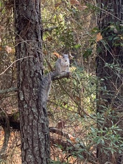 Sciurus niger cinereus