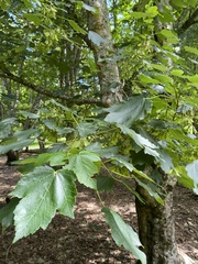 Acer velutinum