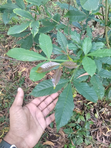 Image of Vitex altissima by (c) Karthik Thrikkadeeri, some rights reserved (CC BY)