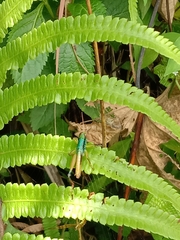 Caryanda spuria