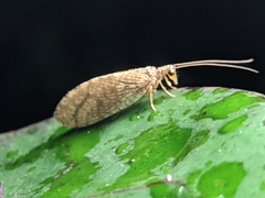 Microminae