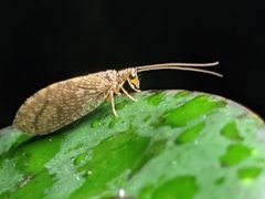 Microminae