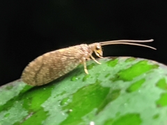 Microminae