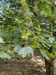 Acer velutinum