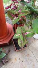 Coleus scutellarioides