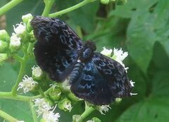 Cycloglypha thrasibulus