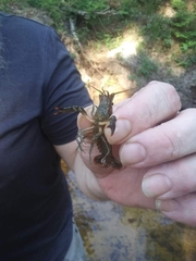 Procambarus versutus