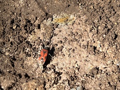 Lygaeus reclivatus