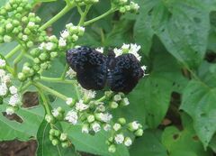 Cycloglypha thrasibulus