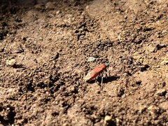 Lygaeus reclivatus