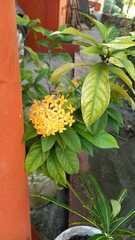 Ixora coccinea