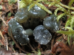 Leotia atrovirens