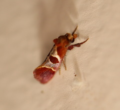 Choristis discotypa