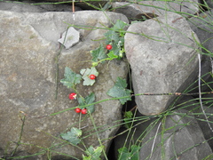 Cucumis maderaspatanus