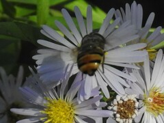 Copestylum isabellina