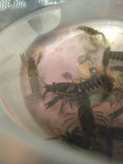 Procambarus versutus