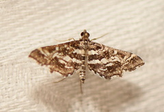 Diasemiopsis ramburialis
