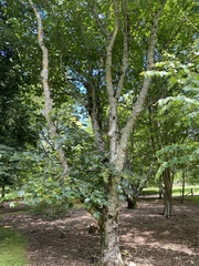 Acer velutinum